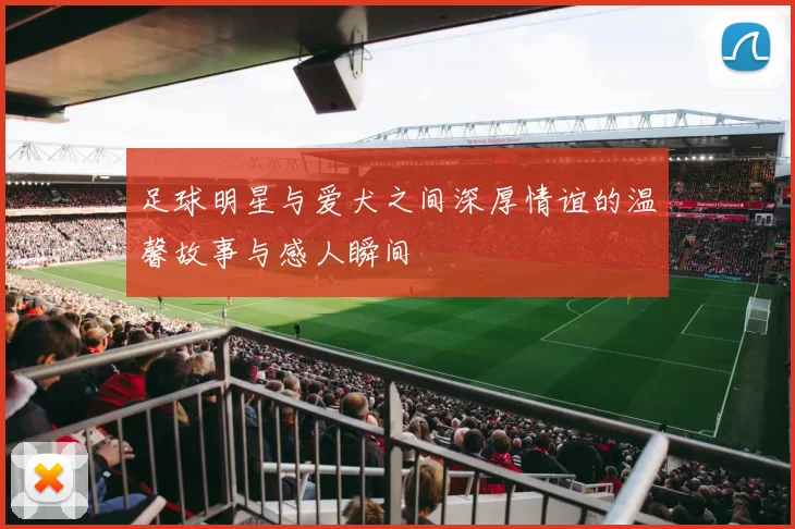 足球明星与爱犬之间深厚情谊的温馨故事与感人瞬间